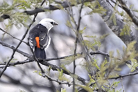 Dinemellia dinemelli